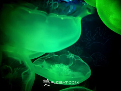 NEON-JELLY-GREEN