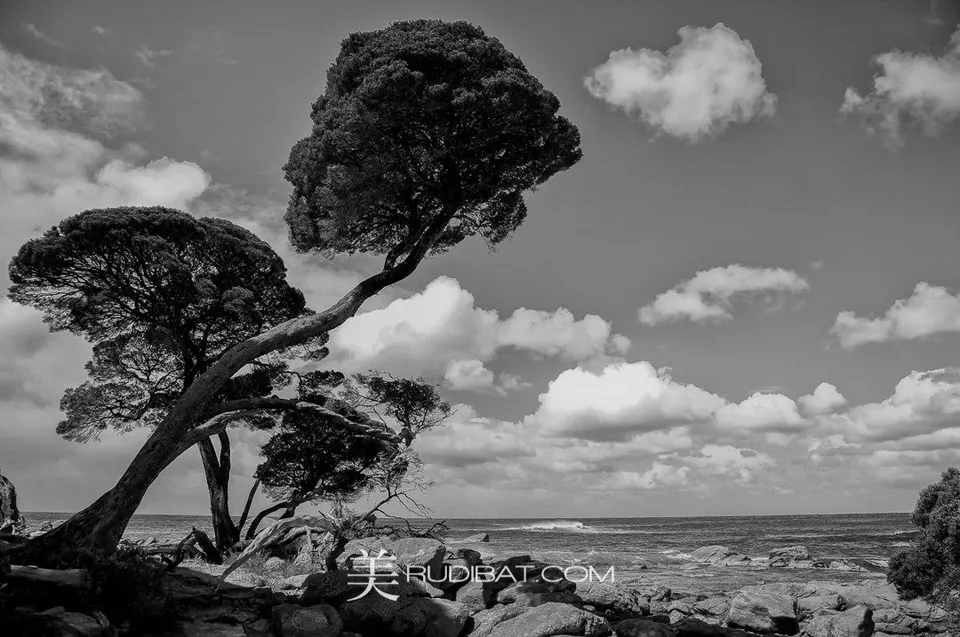 Beach Trees – . Taken in Dunsborough Western Australia.