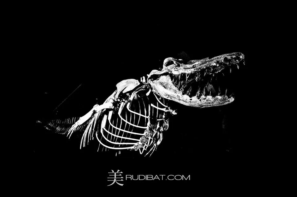 Dino – This shot was taken at the The Fukui Dinosaur Museum .