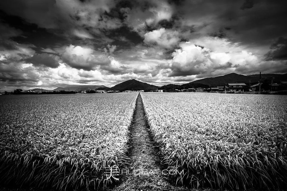 Fields – Rice Feild in Mihama Fukui Japan Spring 2013