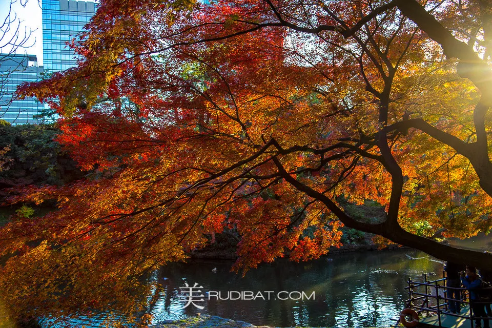 Flare – Afternoon Sun in Koishikawa Korankuen Gardens Tokyo Autumn 2015