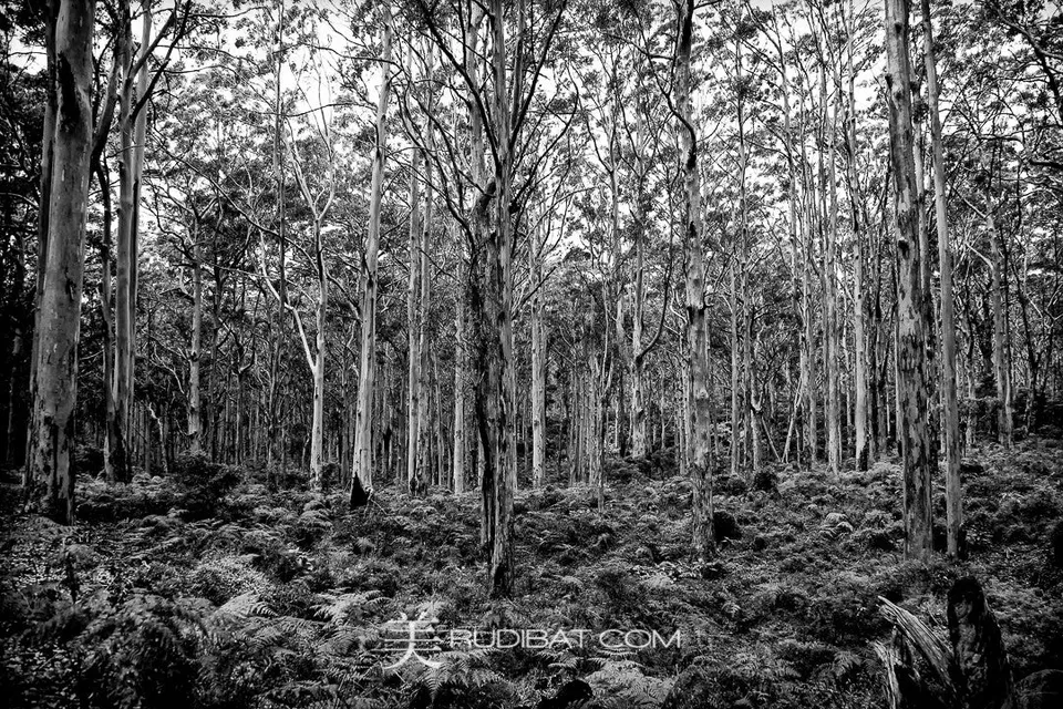 Forest – . Taken on Caves road Margaret River area Western Australia.