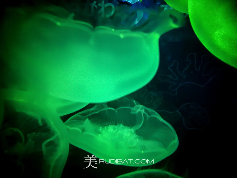Neon Jelly Green – Jelly fish display tank Tokyo Japan.