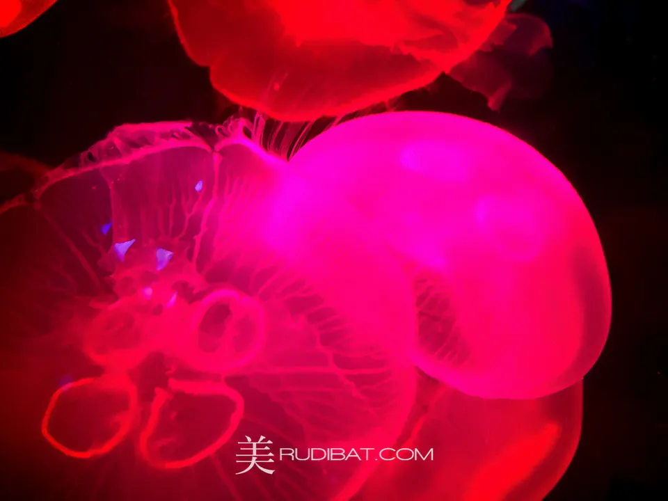 Neon Jelly Pr – Jelly fish display tank Tokyo Japan.