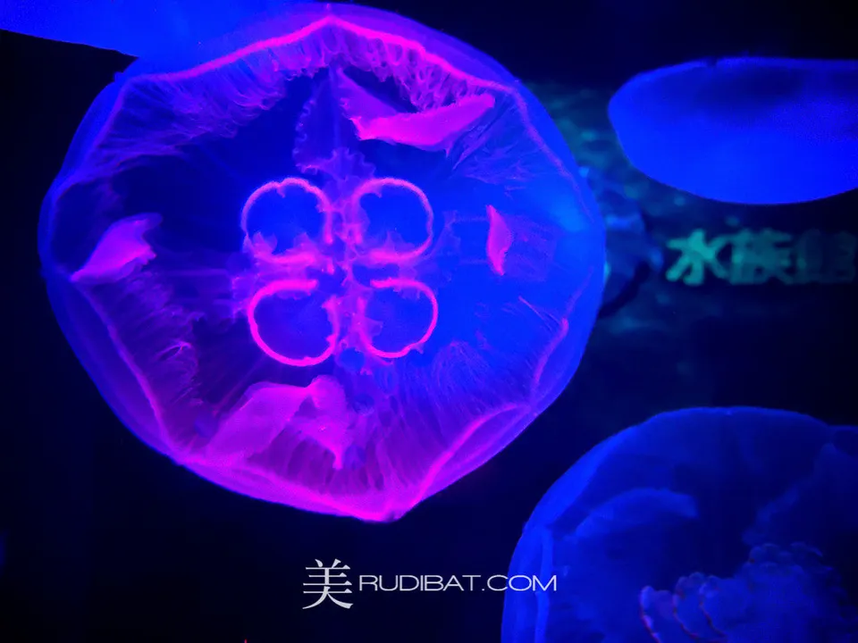 Neon Jelly Pb – Jelly fish display tank Tokyo Japan.