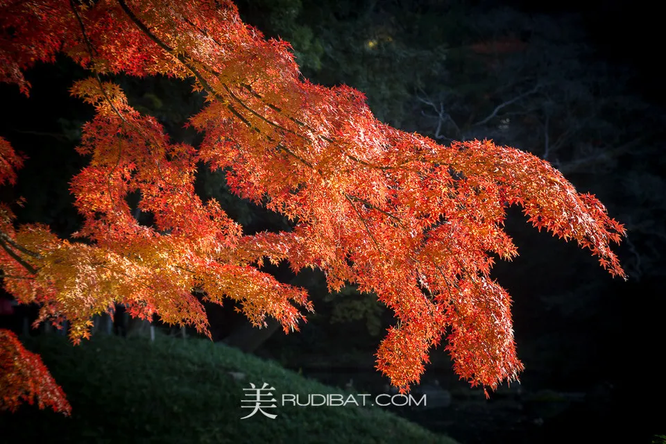 Orange Reach – Amazing Orange coloured leaves in Koishikawa Korankuen Gardens Tokyo Autumn 2015