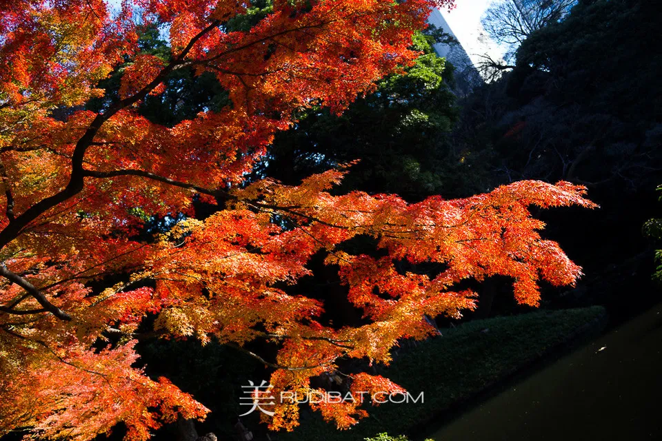 Orange Reach #2 – Amazing Orange coloured leaves #2 in Koishikawa Korankuen Gardens Tokyo Autumn 2015
