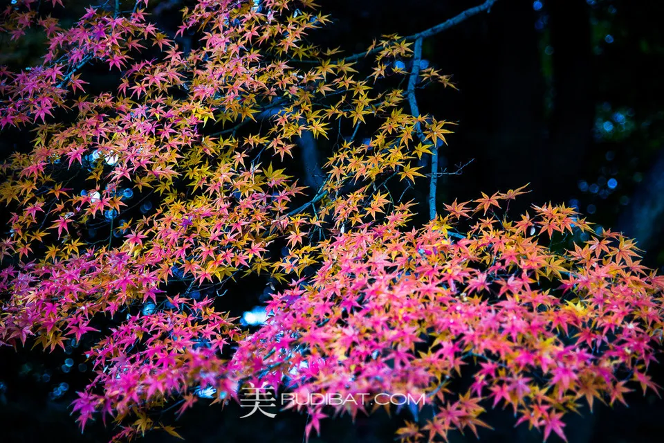 Pink Maple – In Koishikawa Korankuen Gardens Tokyo Autumn 2015