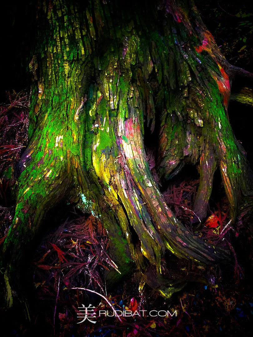 Pixie – Tree Root in haunted forest Japan Spring 2013