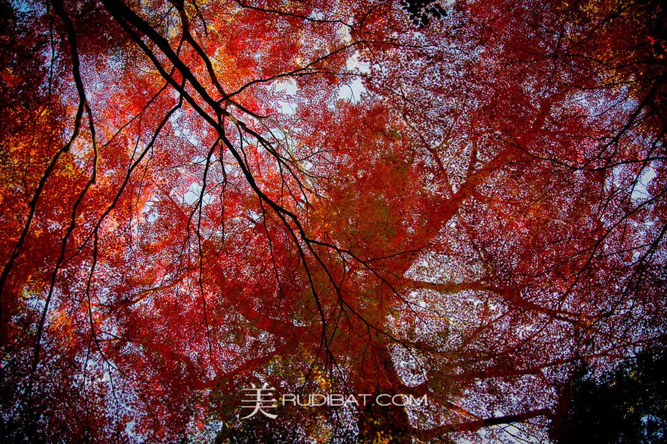 Red Tree – Amazing red coloured tree leaves in Koishikawa Korankuen Gardens Tokyo Autumn 2015