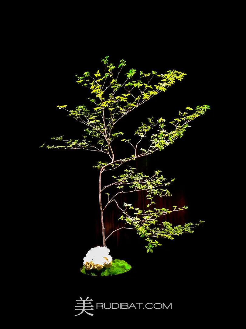 Tree On Black – Display on the reception level at the Mandarin Oriental Japan.