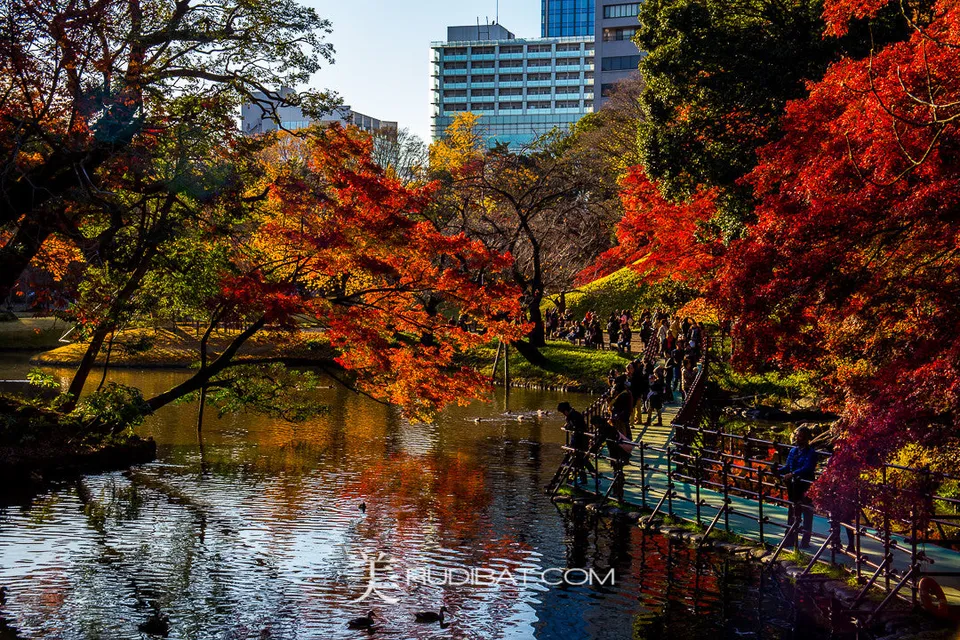 Tree Over Water – Amazing Tree and coloured leaves over lake in Koishikawa Korankuen Gardens Tokyo Autumn 2015 All images come with a signed certificate from Paulo.
