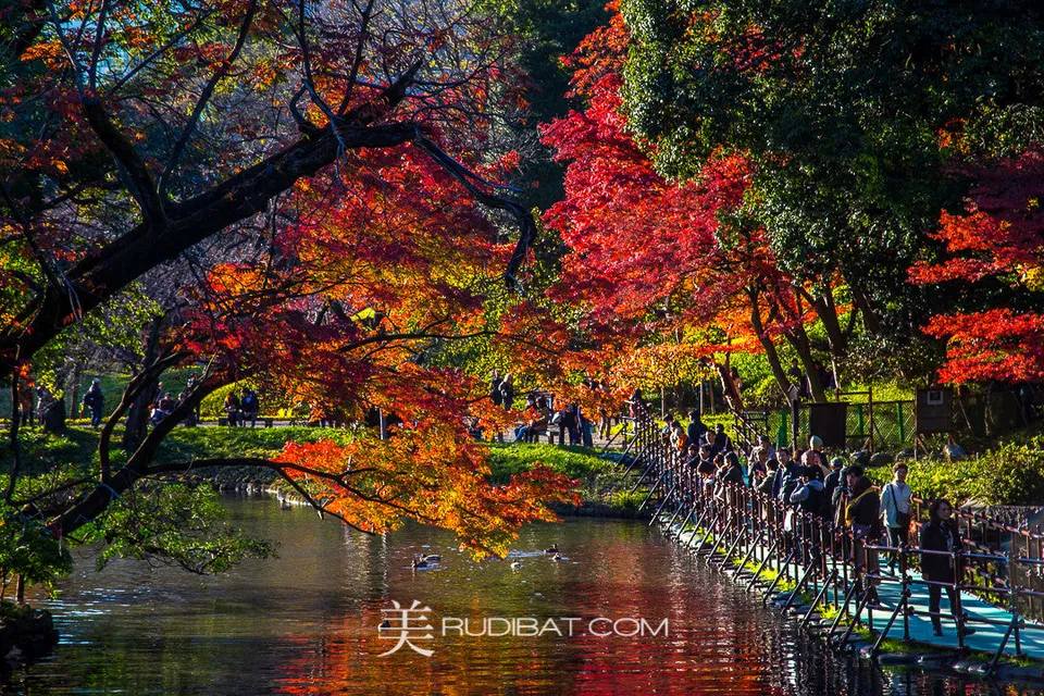 Tree Over Water #2 – Amazing Tree and coloured leaves #2 over lake in Koishikawa Korankuen Gardens Tokyo Autumn 2015 All images come with a signed certificate from Paulo.