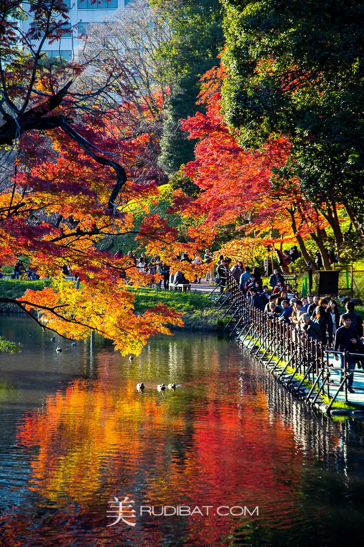 Tree Over Water #3 – Amazing Tree and coloured leaves #2 over lake in Koishikawa Korankuen Gardens Tokyo Autumn 2015 All images come with a signed certificate from Paulo.