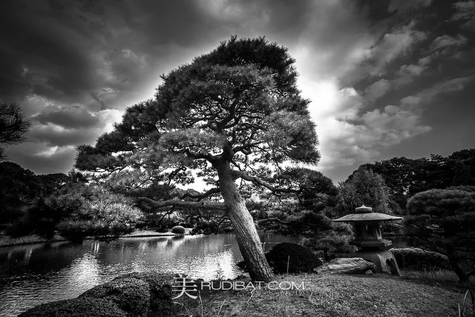 Zap – Tree by Lake in Shinjuku from SHINJUKU GYOEN GARDENS